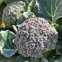 ブロッコリー,畑の画像