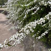 ユキヤナギ,白花,バラ科,ランチ,お彼岸の画像