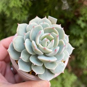 イードンスノー,多肉植物,多肉大好き,多肉中毒,多肉のある暮らしの画像