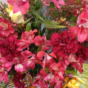 鉢植え,ガーデニング,散策,ありがとう,お祝い花の画像