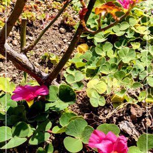 セダム,バラ　シンデレラ,ガーデニング,グランドカバー,花のある暮らしの画像