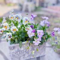 パンジー・ビオラ,ワイヤープランツ,斑入りワイヤープランツ,斑入りワイヤープランツ スポットライト,神戸べっぴんさんビオラの画像