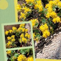 サボテン,胡蝶の舞,虹の玉,パリダム,姫秀麗の画像