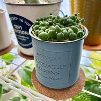 グリーンネックレス,観葉植物,葉挿し,ブリキ缶,観葉植物のある暮らしの画像