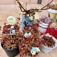 雅楽の舞,紅稚児,多肉植物,クラッスラ属,多肉大好きの画像