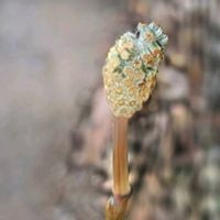 サクラ,ツクシ,チューリップ,ムクゲ,枝垂れ梅の画像