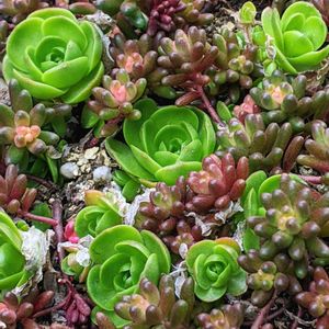 玄海岩蓮華,ベッラ デ インベルノ,多肉中毒,多肉女子,HTCの画像