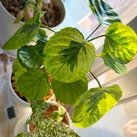 斑入り,ポリシャス,ポリシャス・フリスビー煌,フィカス ビレンススノーストーム,観葉植物の画像