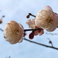 福寿草,イチゲ,つくしんぼう,梅(うめ),藪つばきの画像