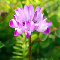 レンゲソウ,山野草,散歩中,お出かけ先の画像