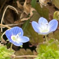 オオイヌノフグリ,リュウキンカ,野草,近所の公園,花のある暮らしの画像