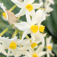 スイセン,水仙,水仙(すいせん),お花, 水仙の画像