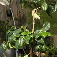 コーヒーの木,コーヒーの実,シンボルツリー,アカネ科,アフリカ原産の画像