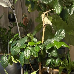 コーヒーの木,コーヒーの実,シンボルツリー,アカネ科,アフリカ原産の画像