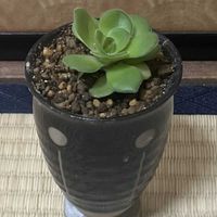 オルビキュラリス,クラッスラ属  オルビキュラリスの画像