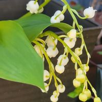 スズラン,外出先にての画像