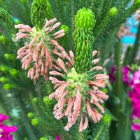 エリカ,災害時備蓄,手洗・うがい・マスク,ウクライナに平和を,庭の画像