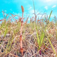 クレソン,ツクシ,ツクシ,セリ,ハコベの画像