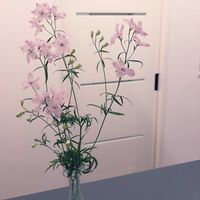 デルフィニウムの画像