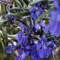 セージ,ローズマリー,マウンテンミント,庭の画像