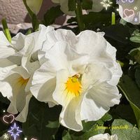 ガマズミ,ルピナス ピクシーデライト,ビンカミノール,ガーデニング,白い花の画像