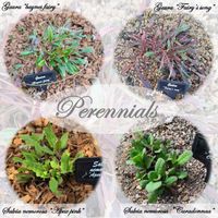 エキナセア,オダマキ,ガウラ,ペンステモン,宿根草の画像