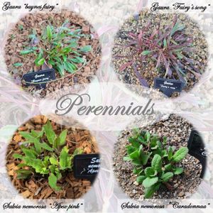 エキナセア,オダマキ,ガウラ,ペンステモン,宿根草の画像