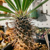 紅彩閣,パキポディウム・ラメリー,多肉植物,多肉男子,ホムセン出身の画像