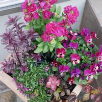 ストック,ハツユキカズラ,スイートアリッサム ,ビオラ,ビオラの画像