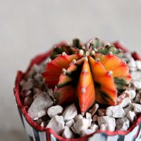 緋牡丹錦,鉢植え,植木鉢,インテリア雑貨,陶磁器の画像