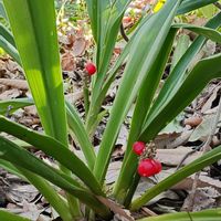 オモト,万年青,多年草,戸田川緑地公園,キジカクシ科(クサスギカズラ科)オモト属の画像