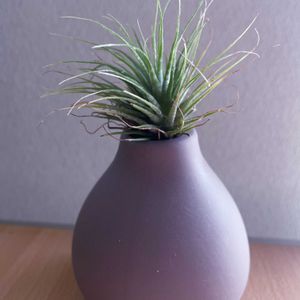 チランジア,エアプランツ,一輪挿し,iPhone撮影,asingleflowervaseの画像