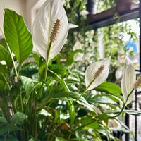 スパティフィラム,ホヤ・ベラ,ホヤ・セブンスター,観葉植物,鉢植えの画像