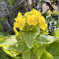 クリスマスローズ,ハクサイ,白菜,ラケナリア,マクロ撮影の画像