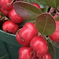 チェッカーベリー,赤い実,ありがとう♡,繋がりに感謝✨,大切な人に…の画像