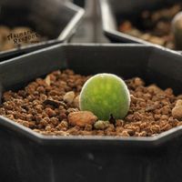 ムイリア ホルテンセ,メセン,コノフィツム属,タニラー,その他部屋の画像