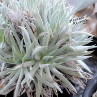 ダドレア,タニラー,ダドレア属,その他部屋の画像