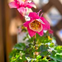 オダマキ,ブーゲンビリア,胡蝶蘭,ライスフラワー,繋がりに感謝✨の画像