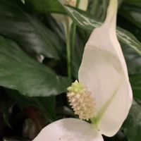 スパティフィラム,オランダカイウ,iPhone撮影,みなとみらい,横浜ランドマークタワーの画像