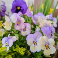 プリムラ,パンジー,ビオラ,斑入りバコパ,大人の着せ替え人形の画像