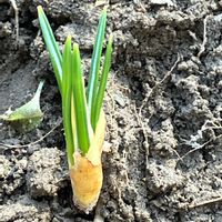 ムスカリ,ムスカリ,ネギ,長ネギ,新芽の画像