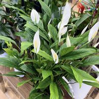 スパティフィラム,スパティフィラム,✨今日のお花✨,✨今日のお花✨,美しいの画像