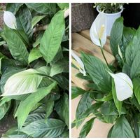 スパティフィラム,スパティフィラム,真岡市,花ちょう遊館,宇都宮の画像