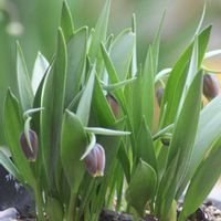 ライスフラワー,フリチラリア ウバブルピス,小さな庭,庭の画像