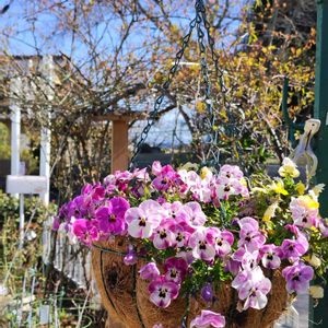 クレマチス,パンジー・ビオラ,鉢植え,地植え,我が家の庭の画像