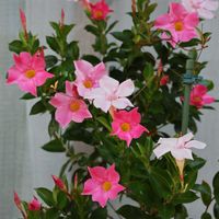 マンデビラ,つる性植物,花のある暮らし,沖縄,おうち園芸の画像