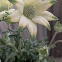 スパティフィラム,フランネルフラワー,フランネルフラワー,フランネルフラワー,フランネルフラワーの画像