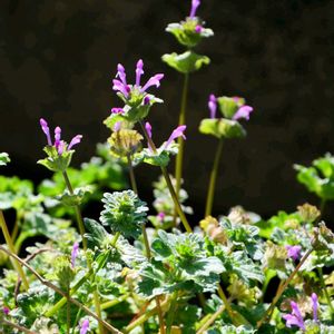 ホトケノザ,雑草,草本,史前帰化植物,一年草 または越年草の画像