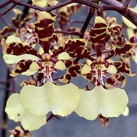 オンシジューム,品種名不明の画像