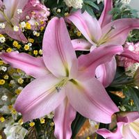 ユリ,いい香り,癒し,ピンクワールドへ ようこそ,ピンクの日の画像